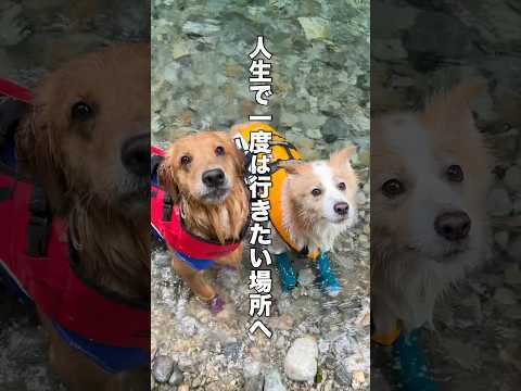 水に潜って犬の泳いでる姿を見るとヨチヨチしてて可愛い!!!【ゴールデンレトリバー•ボーダーコリー】#shorts
