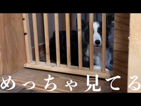 飼い主の悪事は絶対に見逃さない犬