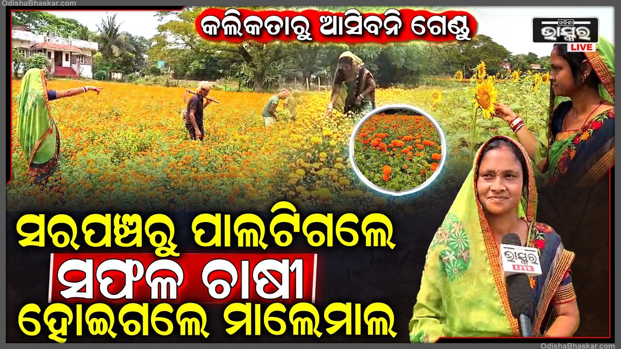 ଗେଣ୍ଡୁ ଚାଷ କରି ଚର୍ଚ୍ଚାରେ ମହିଳା .,., ଯୁବପିଢୀଙ୍କ ପାଇଁ ସାଜିଲେ ଉଦାହରଣ