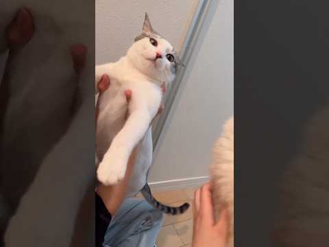 母の帰宅が嬉しくて雄叫びをあげるハスキー #シベリアンハスキー #ハスキー #猫