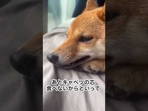 飼い主に物申す柴犬 #豆柴 #ひろゆき