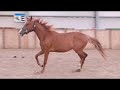 حصان الفروسية Mooie, ruim bewegende 2,5 jarige merrie