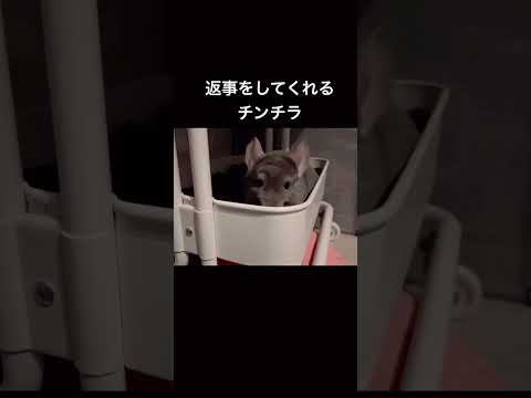 返事をしてくれるチンチラ #chinchilla