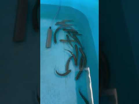銀平（ウグイ）はアオリイカウキ釣り、飲ませ釣りにご利用できます。10㎝弱の大きさ。１匹230円(税込)。