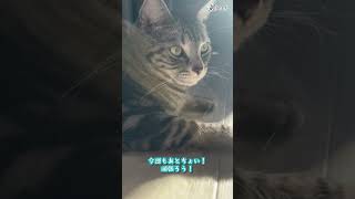 【個人勢 #Vtuber 】ゆったり猫時間じゃ～  #猫動画 #cat #アメショー #アメショーのリクオ【#Shorts】