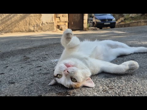 Is This Street Cat Even Real?  Pure Cuteness That Will Melt Your Heart.