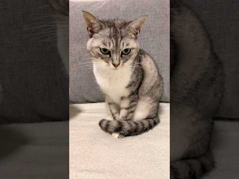 猫山さんが苦手な保護猫　Laughing cat toy and house cat #保護猫