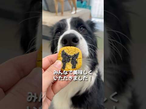 こゆきの誕生日に米粉で犬用クッキー作ってみた！