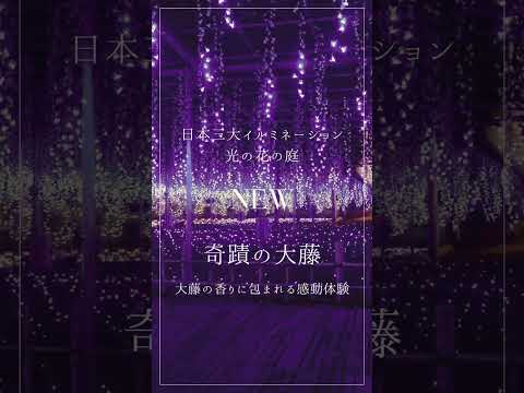 奇蹟の大藤 -2025-