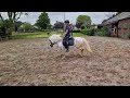 Allround-pony Mooie kinderpony schimmelmerrie