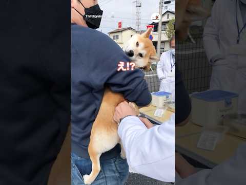 猫の動画サムネイル - 注射後の余韻がすごい柴犬｜PECO