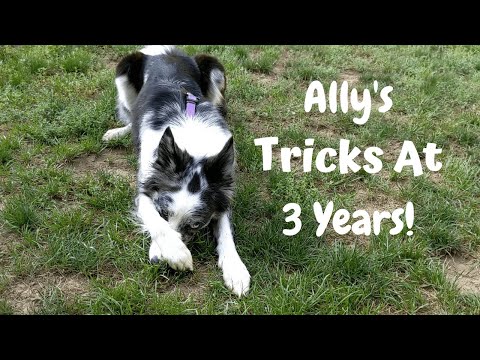 Ally's Tricks and Agility at 3 Years! (Happy Birthday Ally!🎉)