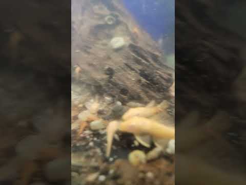Bristlenose Grow Out Tank @DaniKenAquatics 