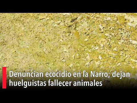 Denuncian ecocidio en la Narro; dejan huelguistas fallecer animales