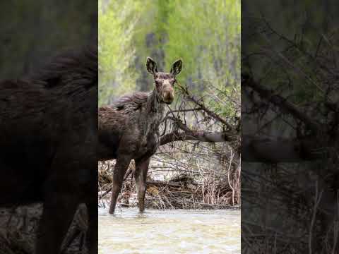 How many different species can you count in this one clip? #wildlife #hunting