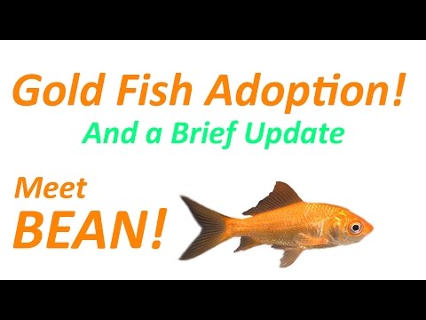 Gold fish adoption and quick update I adopted a gold fish! And what has been going on!