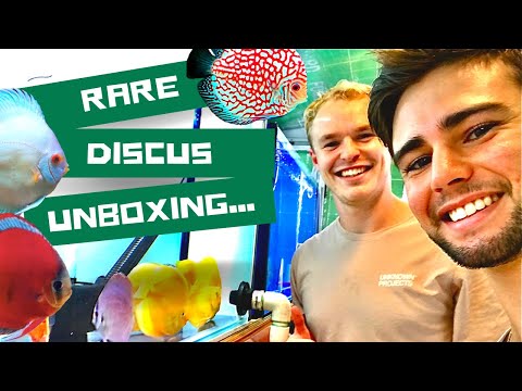 DISCUS UNBOXING - RARE & EXCLUSIVE DISCUS ***Oscar Hey Everyone!

This was a very enjoyable video to make. 

We get to go behind the scenes at Brisbane