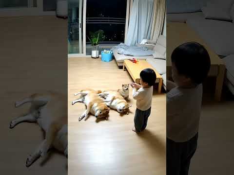 아기의 ‘빵!’에 쓰러지는 시바 가족!