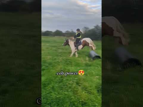 cobs do it best 🫣🫣 #horse #horses #equestrians #horsegirl #pony #horseriding #equine #ponies