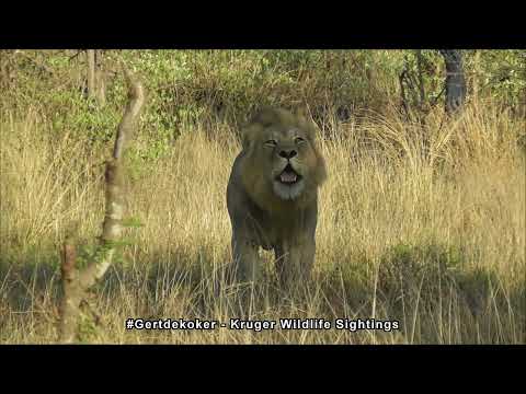 Massive Male Lion Sends Powerful Roars Through the Morning Air