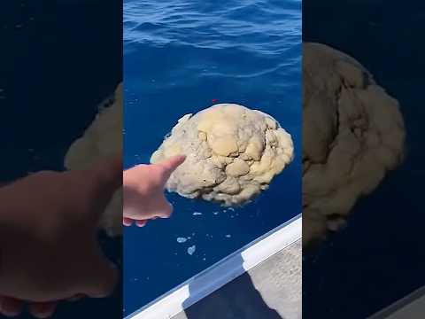 Por que o vômito de baleia vale MILHÕES 🤯 #shorts #animal #natureza #curiosidades