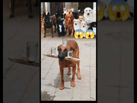 #Smartdog 😱😂😭 WoMeraNabiHai #IslamicStatus #ViralVideo #Trending #Shorts #Viral #amazin #viralshorts