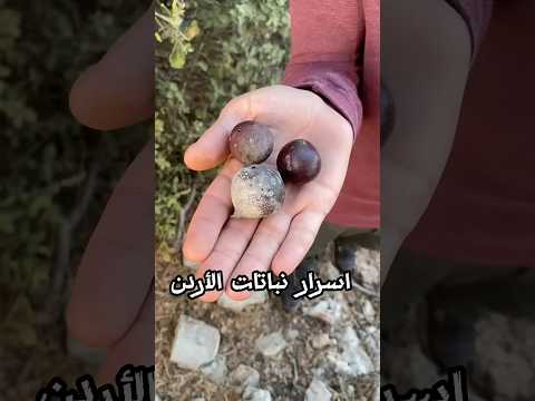 اسرار نباتات الاردن