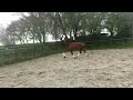 Dressage horse Zeer talentvolle 3 jarige merrie
