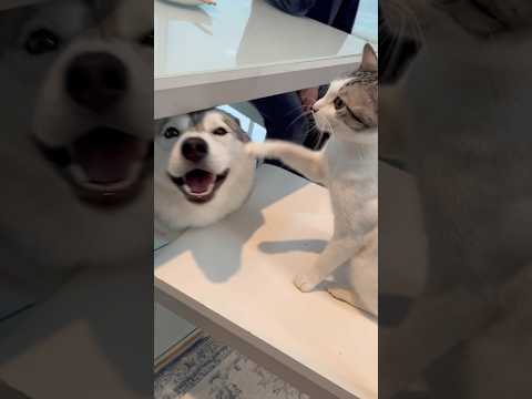 ハスキーにお尻を嗅がれたくない猫 #シベリアンハスキー #ハスキー #猫