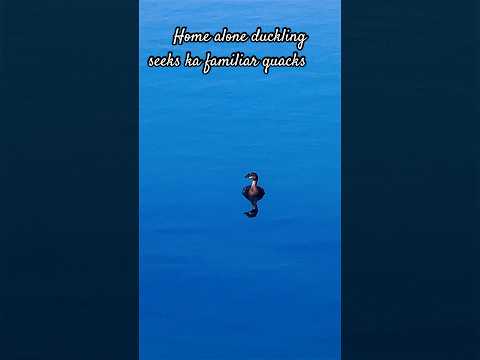 Home alone, lost duckling seeks familiar quacks🦆🐥