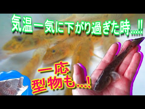 【マハゼ】気温が下がれば食い気も下がる。急にに涼しい旧中川!!【goby】