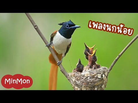 เพลงนกน้อยแสนสนุกฟังเพลินก