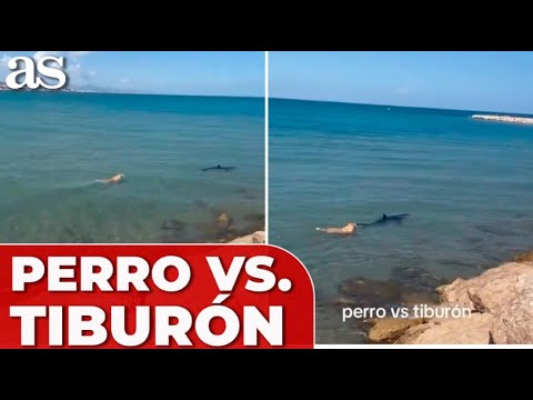 La VIRAL REACCIÓN de un PERRO cuando avista un TIBURÓN en el agua