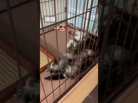 シュナヨーキ　爆睡　寝てます　#犬  #かわいい