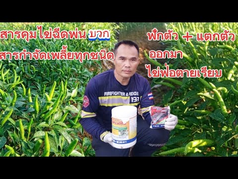 สารคุมไข่ฉีดพ่นบวกกับสารกำจัดเ