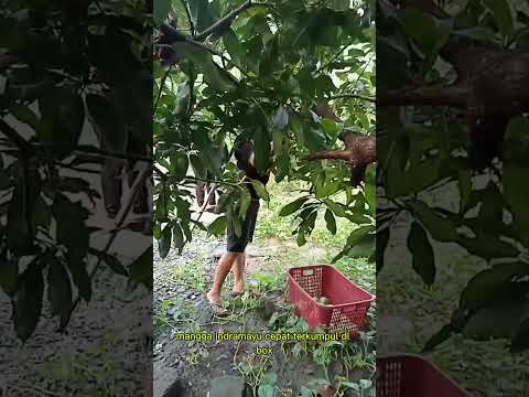 panen mangga Indramayu #shorts #budidayatanaman #berkebun #viral #harvest #pertanian #fruit #mango