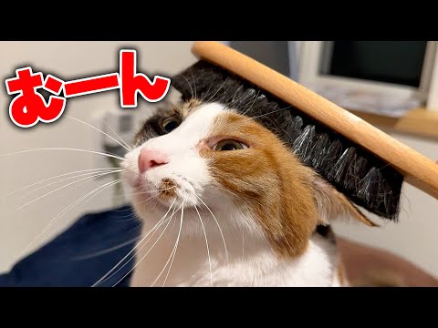 我が家の姫がブラッシングをご所望のようです