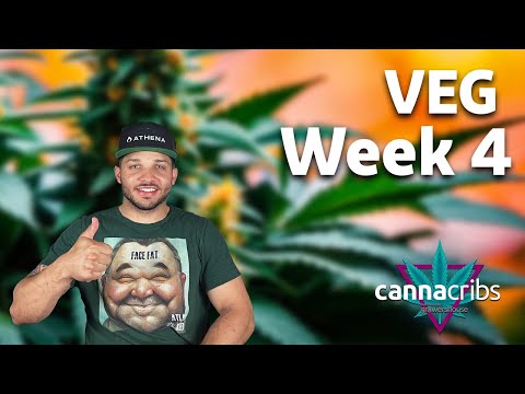 Dusa Farms -  Veg - WEEK 4