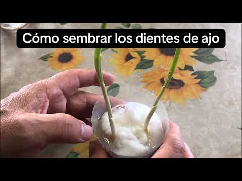 Cómo cultivar ajo en casa/How to grow garlic at home