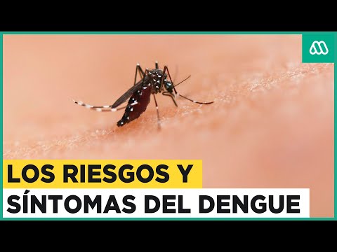 135 casos importados de Dengue: ¿Cuáles son sus síntomas y riesgos?