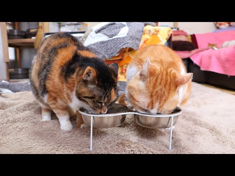 猫の動画サムネイル - 三毛子とうずまきのお食事　250728