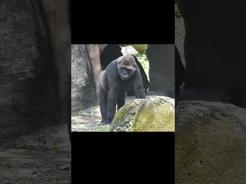 Silverback Gorilla D