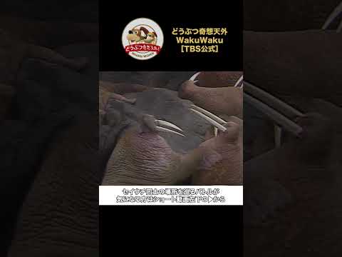 セイウチのオス同士の小競り合い…牙が長い方が優位！？【どうぶつ奇想天外／WAKUWAKU】
