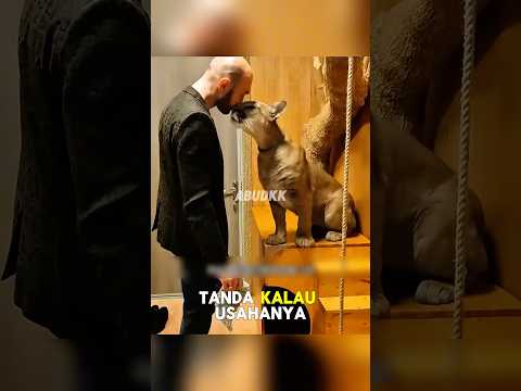 Singa mengikuti pelatihan sosial #shorts