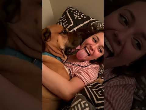 My Great Dane Never Misses Yoga Time #goldenretriever #goldenretreiver #footballplayer #puppy