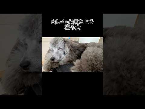 【犬雑学】飼い主の膝の上で寝る犬 #トイプードル #犬 #かわいい #癒し #見て #犬のいる生活 #多頭飼育