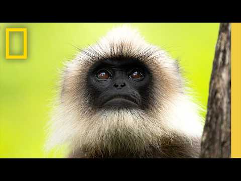 Friends with Benefits in the Wild (Documentary Short): How Two Animals Survive Together | Nat Geo