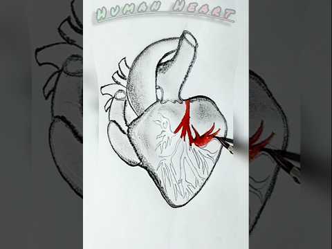 Human Heart // How to draw easily //How to draw human heart #shorts #short #art #drawing #biology