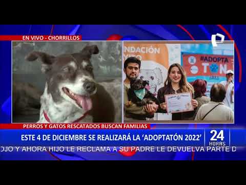 Adoptatón 2022: perritos y gatitos rescatados esperan encontrar un hogar este domingo 4