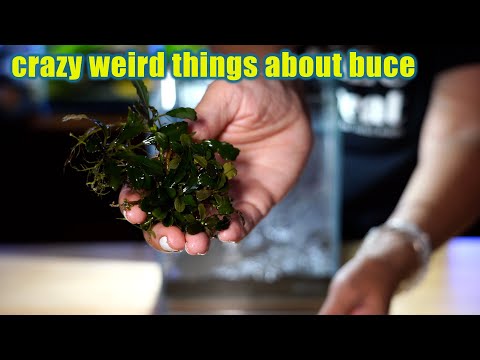 5 things that make buce better than the rest | how Well hello there!
I just had to talk about buce today..it does what no other aquatic plant can do, i
